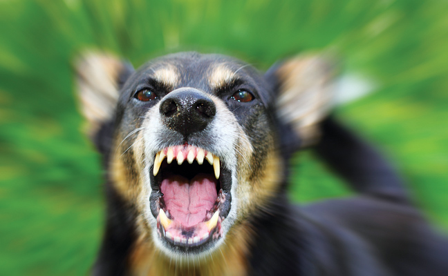 Dog showing teeth