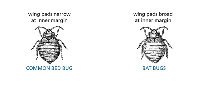 Common bed bug vs. bat bugs