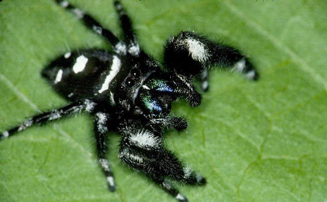 Phidippus regius, jumping spider. Photo: Florida Division of Plant Industry, Florida Department of Agriculture and Consumer Services, Bugwood.org