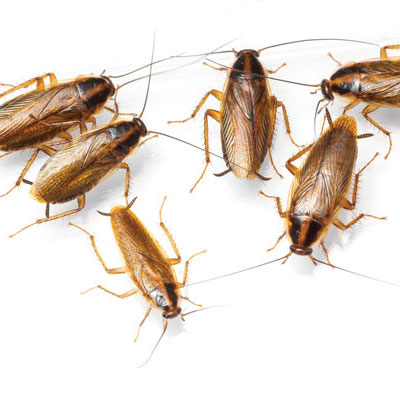 How to curtail cockroach callbacks | Pest Management Professional