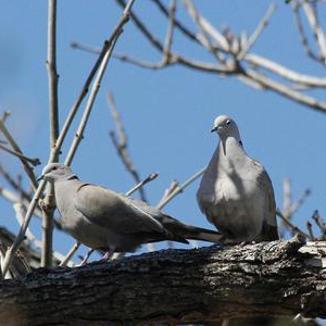 A pair of Eurasian collared doves. PHOTO: JOSEPH BERGER, BUGWOOD.ORG