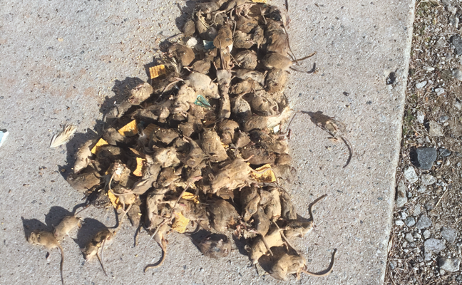 McNeely Pest Control Conquers Infestation Of 3 000 Mice Pest Management McNeely Pest Control Conquers Infestation Of 3 000 Mice Pest Management