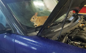 PHOTO: GRIZZLY AUTO