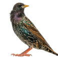 PHOTO: ISTOCK.COM/GLOBALP