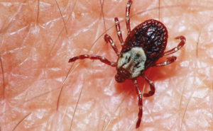 American dog tick (Photo courtesy of, and copyrighted by, Gene White, pmimages@earthlink.net)