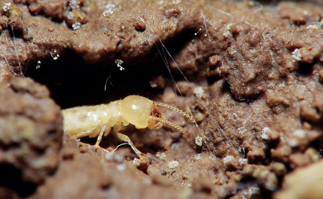 subterranean termites (Photo courtesy of, and copyrighted by, Gene White, pmimages@earthlink.net)