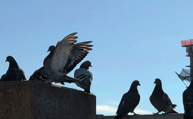 bird control, pigeons, PHOTO: BRETT MADDEN