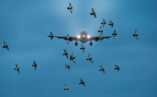 birds fly by plane PHOTO: ISTOCK.COM/OLASER