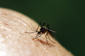 Mosquito on skin (PHOTO: Professional Pest Management Alliance)