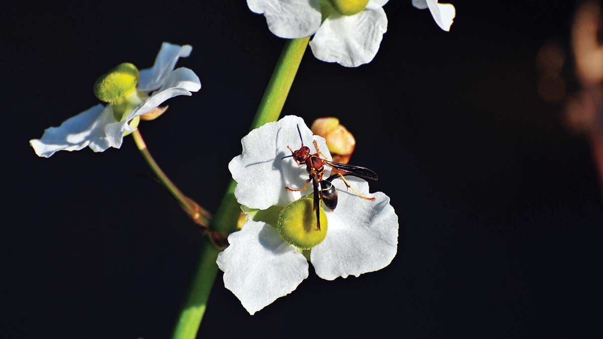 Wasp (PHOTO: Professional Pest Management Alliance)