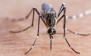 Yellow fever mosquito (A. aegypti) PHOTO: ISTOCK.COM/TEPTONG