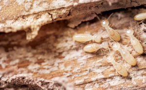 termites PHOTO: ISTOCK.COM/TAPUI