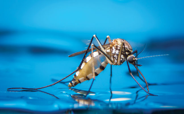 Mosquito on water PHOTO: KHLUNGCENTER/SHUTTERSTOCK.COM