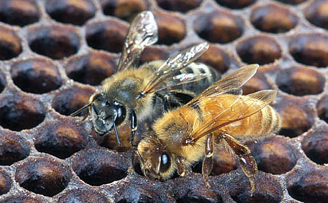 An Africanized honey bee (left) and a European honey bee on honeycomb. Despite color, they normally can’t be identified by eye. Photo: Scott Bauer, USDA Agricultural Research Service, Bugwood.org