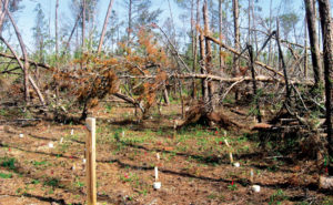PHOTO: USFS