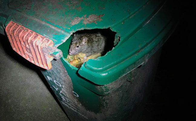 rat in trash can PHOTO: MARK SHEPERDIGIAN