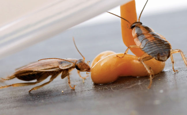 German cockroaches can become finicky beasts at times, but these cockroaches are indicating that this bait will do nicely. PHOTO: MARK SHEPERDIGIAN, BCE