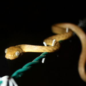 The invasive brown tree snake may reach 10 feet in length as adults; however, most snakes on Guam are 3 to 4 feet long. The snake is rear-fanged and considered mildly venomous. It uses both constriction and venom to help immobilize its prey. PHOTO: USDA/APHIS