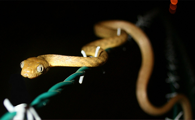 Mice With Acetaminophen Fight Off Invasive Snake Guam
