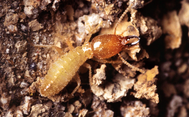 PHOTO: SCOTT BAUER, USDA AGRICULTURAL RESEARCH SERVICE, BUGWOOD.ORG