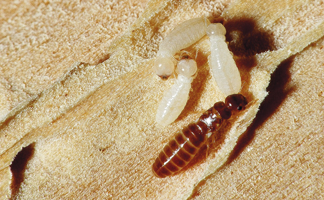 Drywood termites (Kalotermitidae).PHOTO: COURTESY OF, AND COPYRIGHTED BY, GENE WHITE, PMIMAGES@EARTHLINK.NET