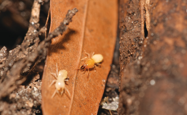 Formosan (Coptotermes formosanus, pictured) and Asian (C. gestroi) subterranean termites. PHOTO: NPMA