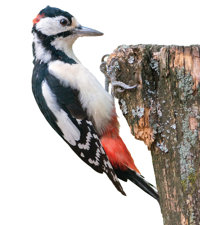 Woodpecker. PHOTO: RYZHKOV_SERGEY/ISTOCK / GETTY IMAGES PLUS/GETTY IMAGES