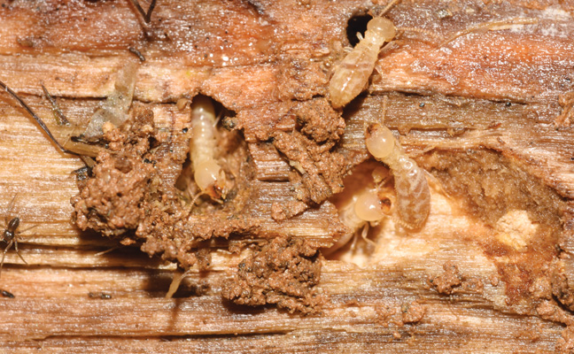 Subterranean termite (Rhinotermitidae). PHOTO: NPMA