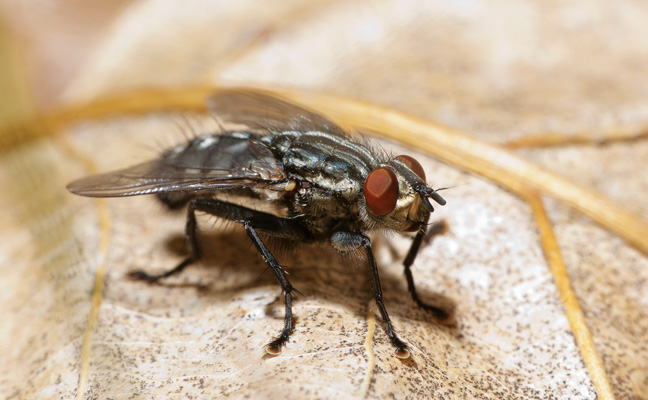 Pest Spotlight Flesh flies Pest Management Professional