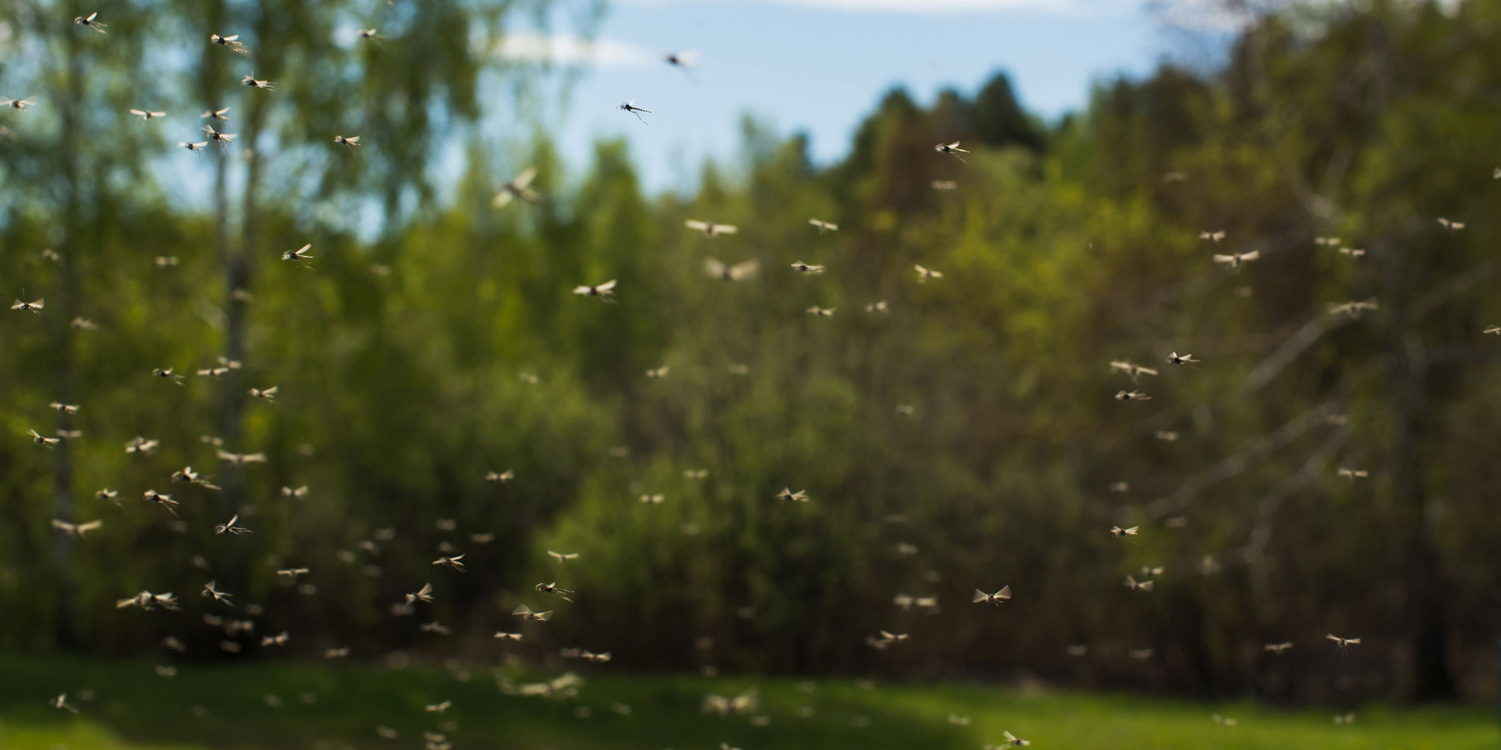 Mosquito Swarm Photo: Nadanka/iStock / Getty Images Plus/Getty Images
