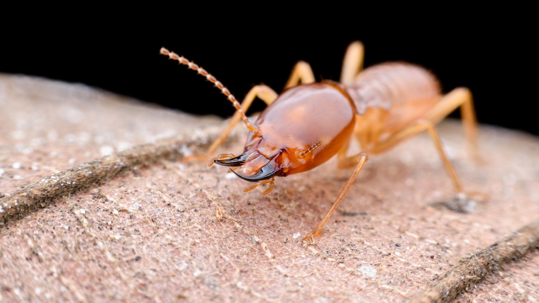 Photo: PK6289/iStock / Getty Images Plus/Getty Images