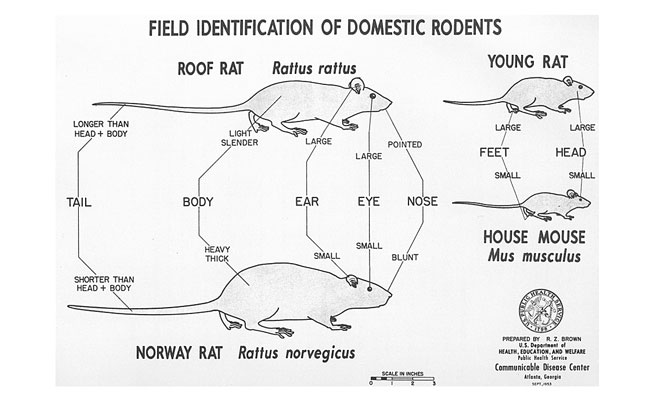 The relative length of the tail and body should be considered first when attempting to identify an adult commensal rodent. The relative size of the ears compared to the size of the body is a distinctive characteristic that usually can be observed without much difficulty. The other characteristics tend to be somewhat subtler, and should be used with caution. To distinguish between young rats and adult mice, the relative size of the feet and the rest of the body is generally a distinct and easily recognizable characteristic. IMAGE: Truman’s Scientific Guide to Pest Management Operations, Seventh Edition