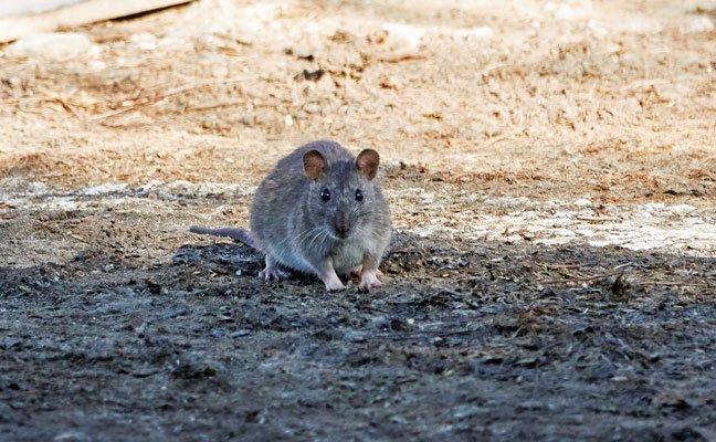 Commensal — “sharing one’s table” — rodents include the house mouse, the roof rat and the Norway rat. PHOTO: DENJA1/ISTOCK / GETTY IMAGES PLUS/GETTY IMAGES