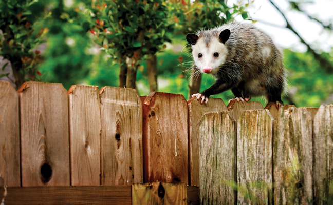 Opossum removal best as they carry ectoparasites Pest