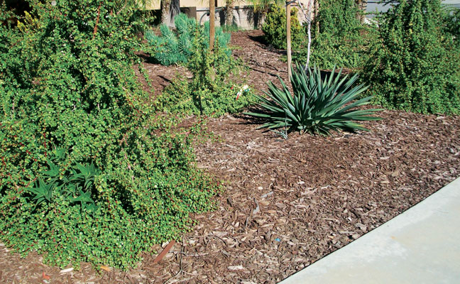 2. This mulched landscape features plants that require little water and drip irrigation. PHOTO: DR. HANIF GULMAHAMAD