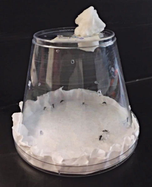 The laboratory study consisted of a bioassay chamber constructed of a Petri dish base, a product-treated filter paper nested in the dish, and a ventilated polystyrene cup with sucrose solution wick. It contained 15 non-blood-fed, five- to seven-day-old female Asian tiger mosquitoes. PHOTO: ANASTASIA MOSQUITO CONTROL DISTRICT