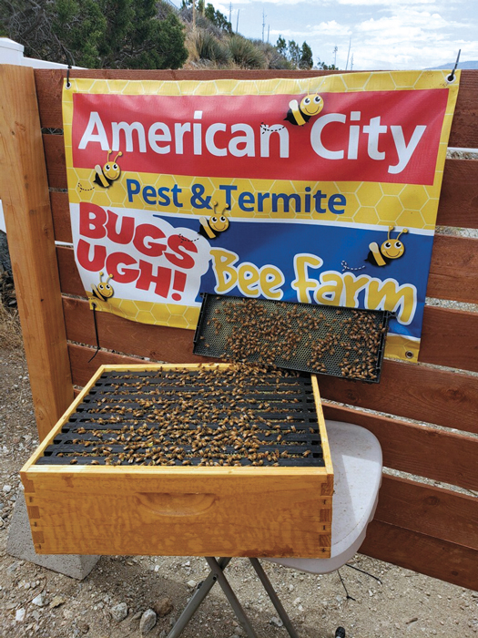 IMAGE: AMERICAN CITY PEST & TERMITE