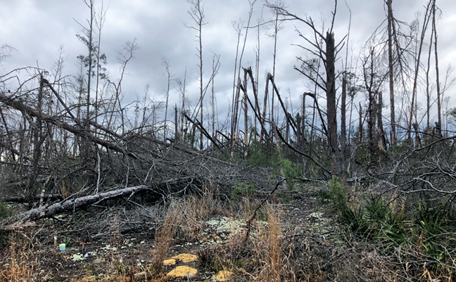 Chipola Experimental Forest plots (bottom left) and remnants of the tree canopy in February 2020. (PHOTO: DR. THOMAS SHELTON/USFS)