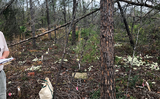 Recording data from plots at the Chipola Experimental Forest in February 2020. PHOTO: DR. THOMAS SHELTON/USFS