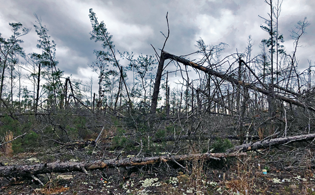 Many thin-diameter trees were able to survive Hurricane Michael, whereas thicker trees snapped. PHOTO: DR. THOMAS SHELTON/USFS