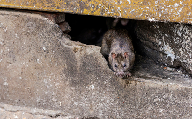 PHOTO: CHANAWAT PHADWICHIT/ISTOCK / GETTY IMAGES PLUS/GETTY IMAGES