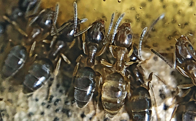 An odorous house ant that has yet to darken “clearly” stands out among other workers as they feed on gel. PHOTO: DR. KAREN VAIL