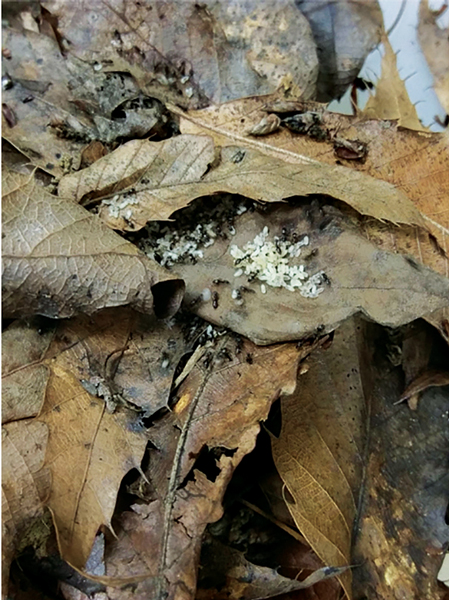 Odorous house ants (OHA) in a leaf pile. PHOTO: JENNIFER CHANDLER / UT E&PP