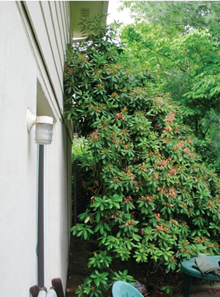 Odorous house ants (OHA) followed lines of textured stucco that was in the shade of the rhododendron. Ants entered under the hardboard siding, and followed guidelines to emerge at the pipe penetration by the kitchen garbage can. PHOTO: UT E&PP