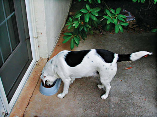 Crumbs left in the dog bowl provided food for the odorous house ants (OHA). PHOTO: UT E&PP