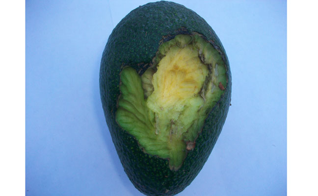 This avocado was still hanging on the tree after it was gouged by a roof rat. Note the incisor teeth marks. PHOTO: DR. HANIF GULMAHAMAD