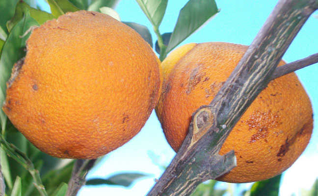 Photo 2. Viewed from below, hollowed-out oranges hanging in a tree don't look as damaged. PHOTO: DR. HANIF GULMAHAMAD.