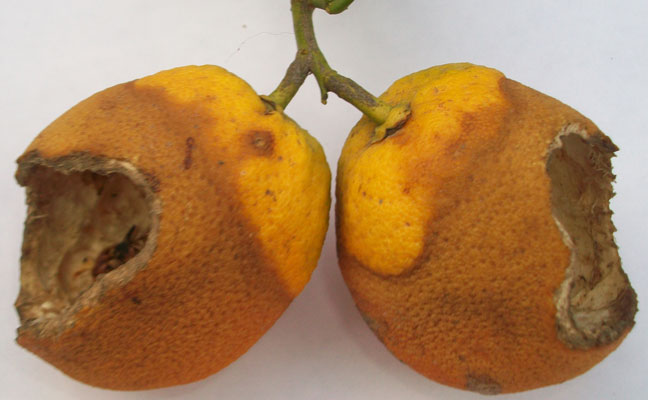 Photo 3. These are the same fruits as in Photo 2, after being removed from the tree. PHOTO: DR. HANIF GULMAHAMAD