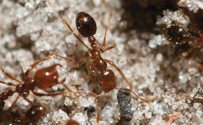 Understanding the True Fire Ant Threat