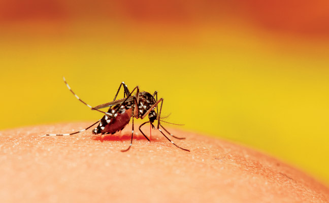 Aedes aegypti is a known carrier of dengue fever, Zika virus, and other illnesses. PHOTO: LOVESILHOUETTE/ISTOCK / GETTY IMAGES PLUS/GETTY IMAGES